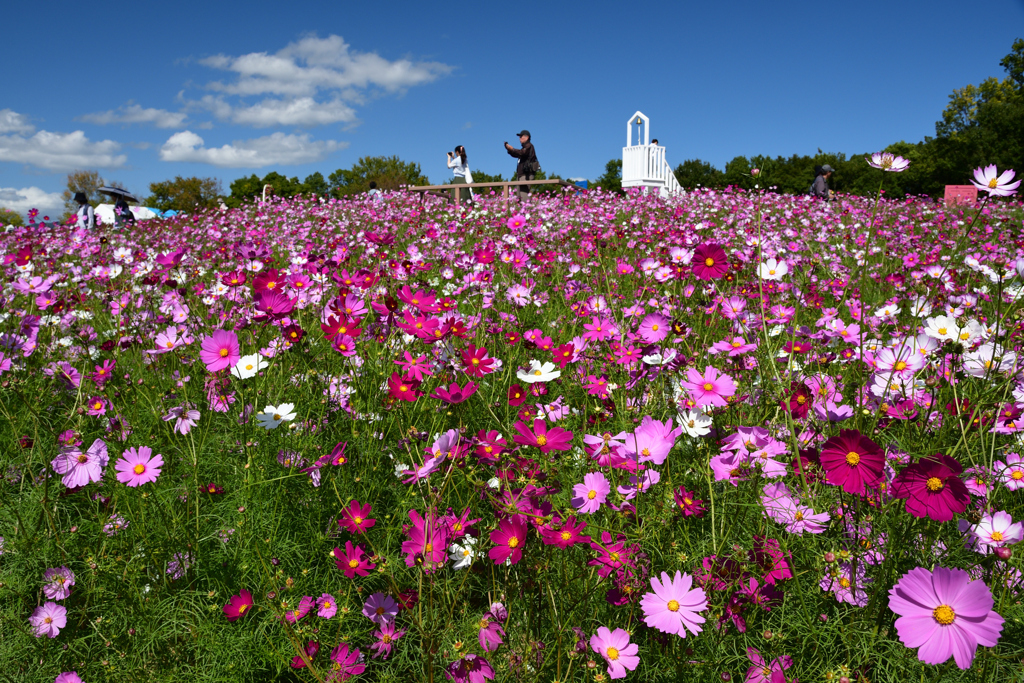 231012万博公園47