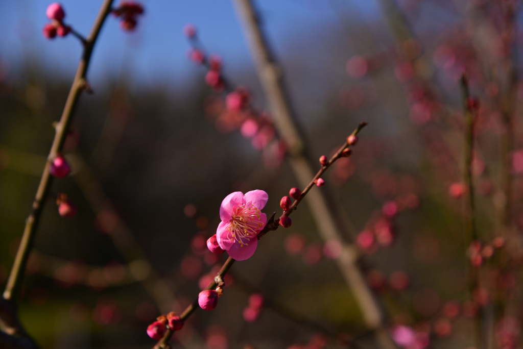 240130a京都植物園26