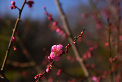 240130a京都植物園26