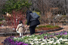 260131a京都植物園08