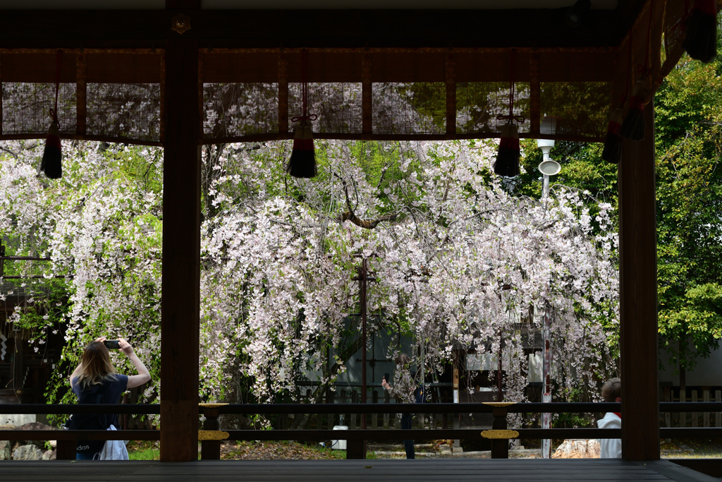 250418b平野神社34