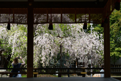 250418b平野神社34