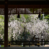 250418b平野神社34