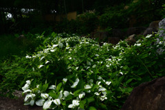 230607城北公園50