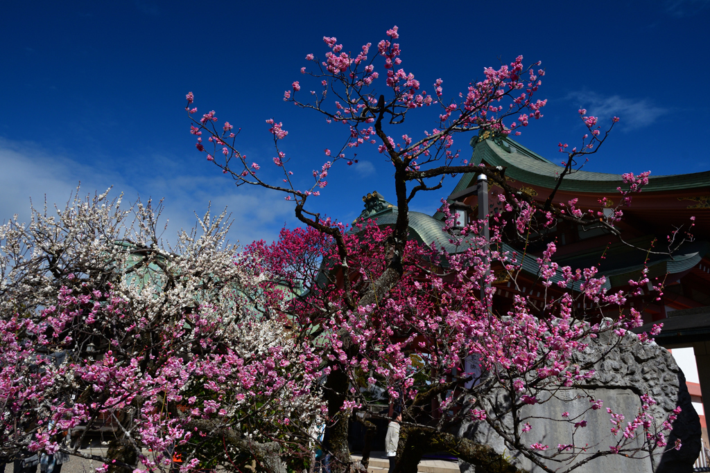240217b北野天満宮07