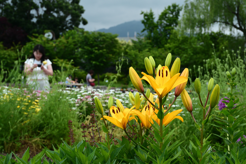 250601京都植物園48