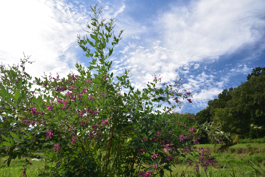 190925a明日香村岩戸14
