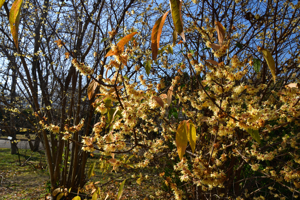 260117a京都植物園34