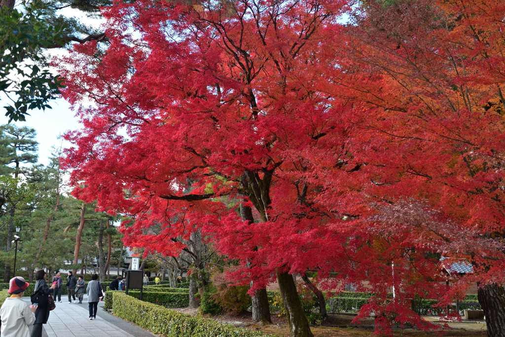 231202b相国寺08