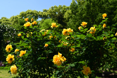 230509京都植物園38HenryFonda