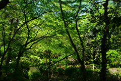 250429c萬葉植物園11