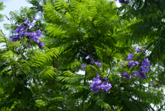 220619長居植物園60