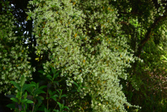 240419a京都植物園16