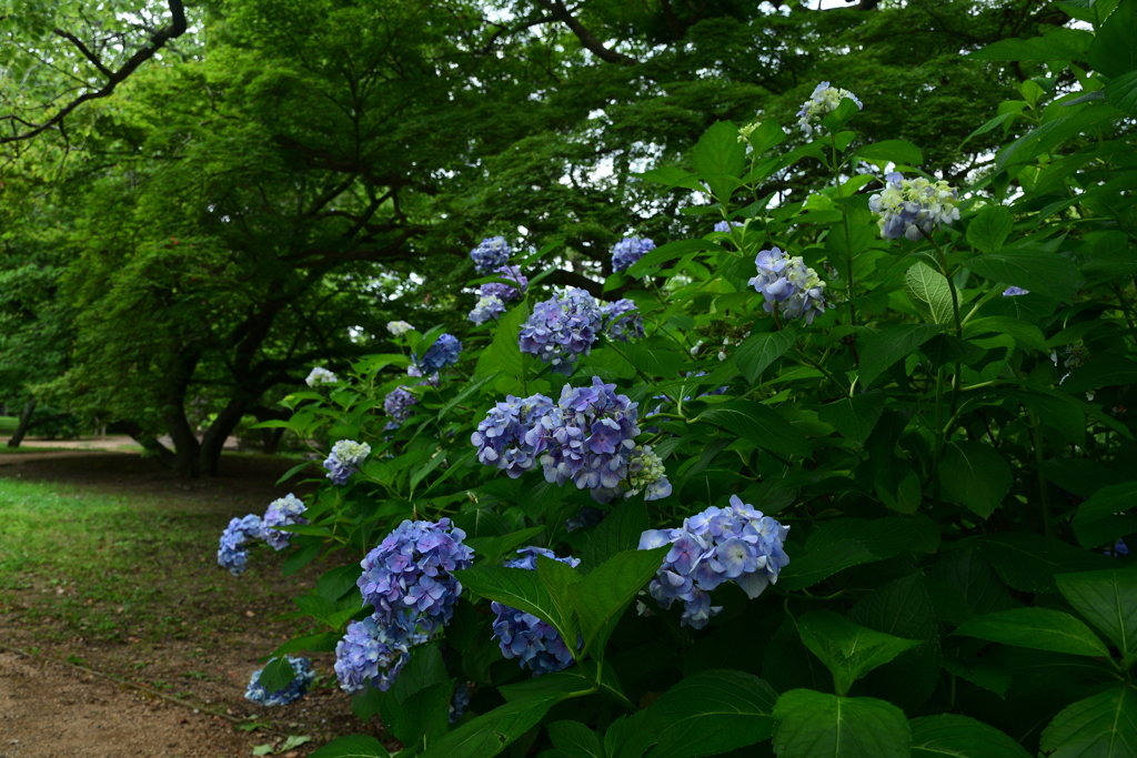 250701京都御苑07