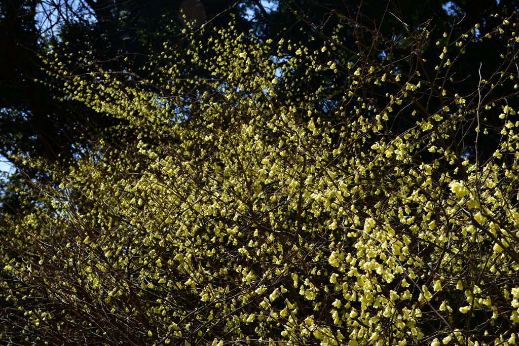 230320a京都植物園60