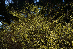 230320a京都植物園60