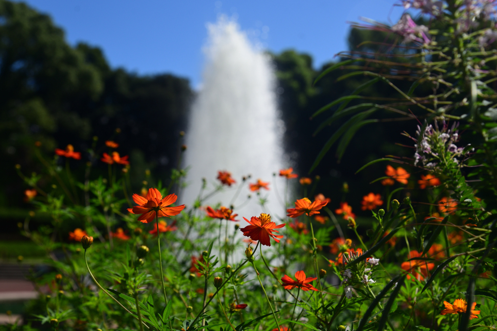 240914京都植物園09