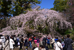 240327c京都御苑26