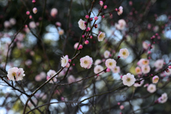 190226b大和文華館37