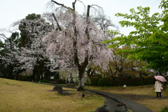 250406c富士山本宮浅間大社20