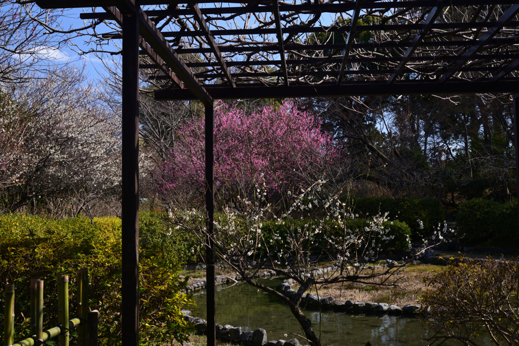 220308梅宮大社30