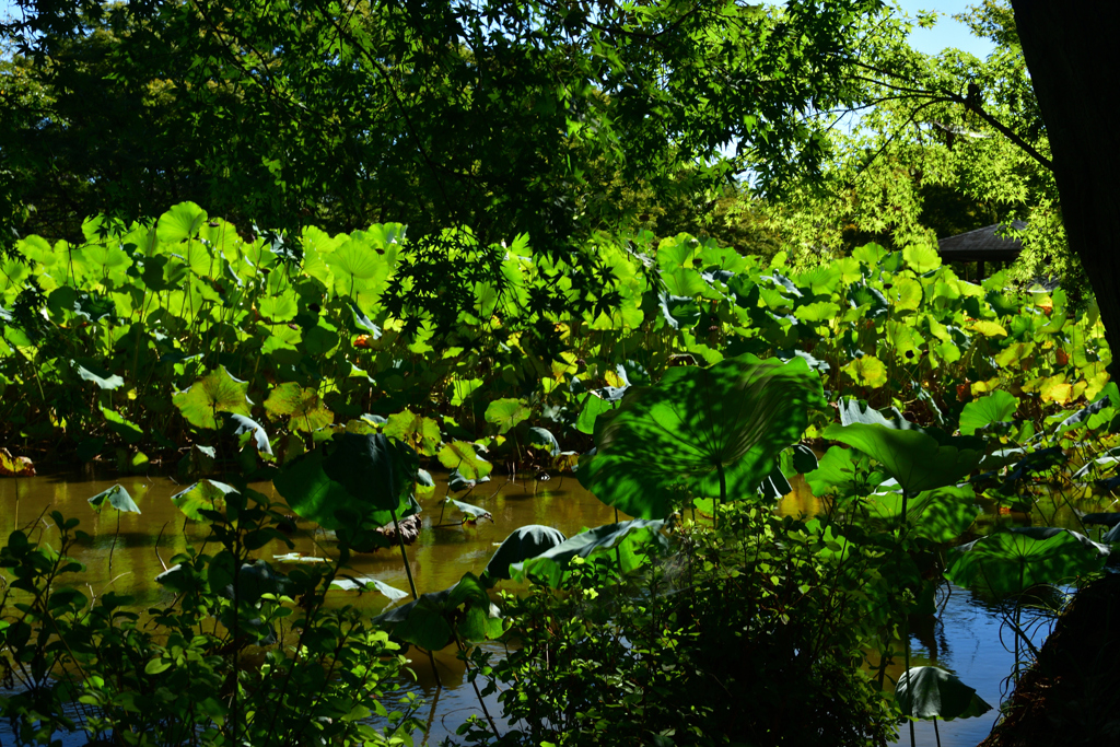 250902京都植物園45