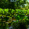 250902京都植物園45