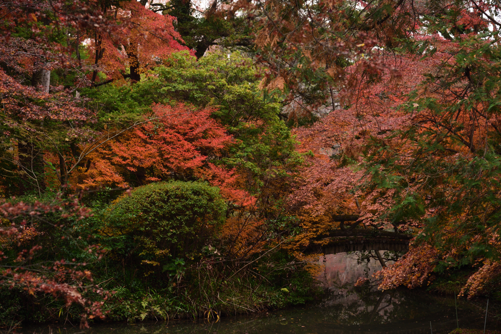 191210a京都植物園39