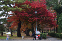 201213c京都御苑42