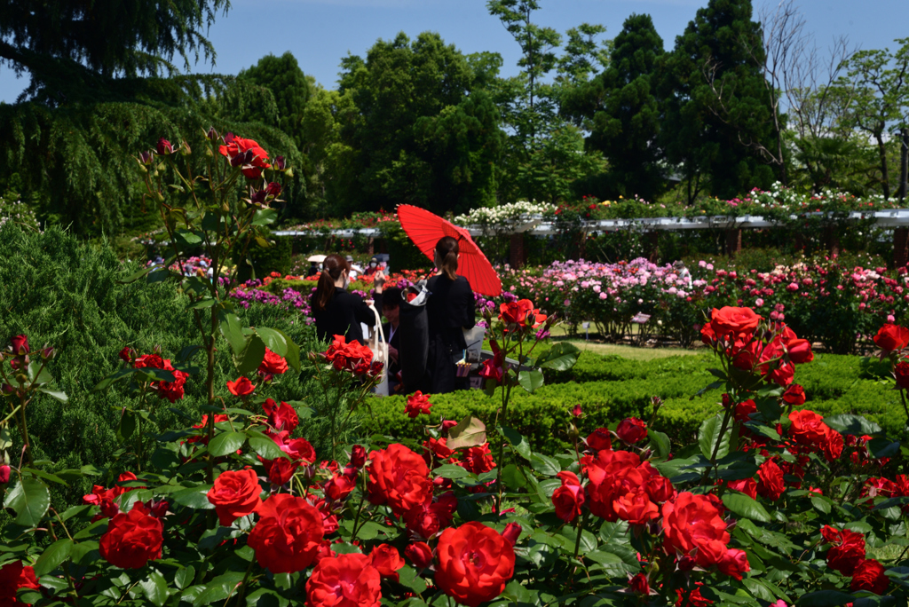 220518京都植物園60Montana