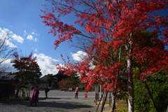 211111a仁和寺10