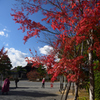 211111a仁和寺10