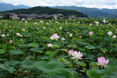 200718b藤原宮跡42