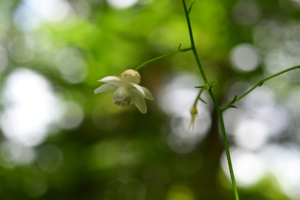 240727京都植物園40