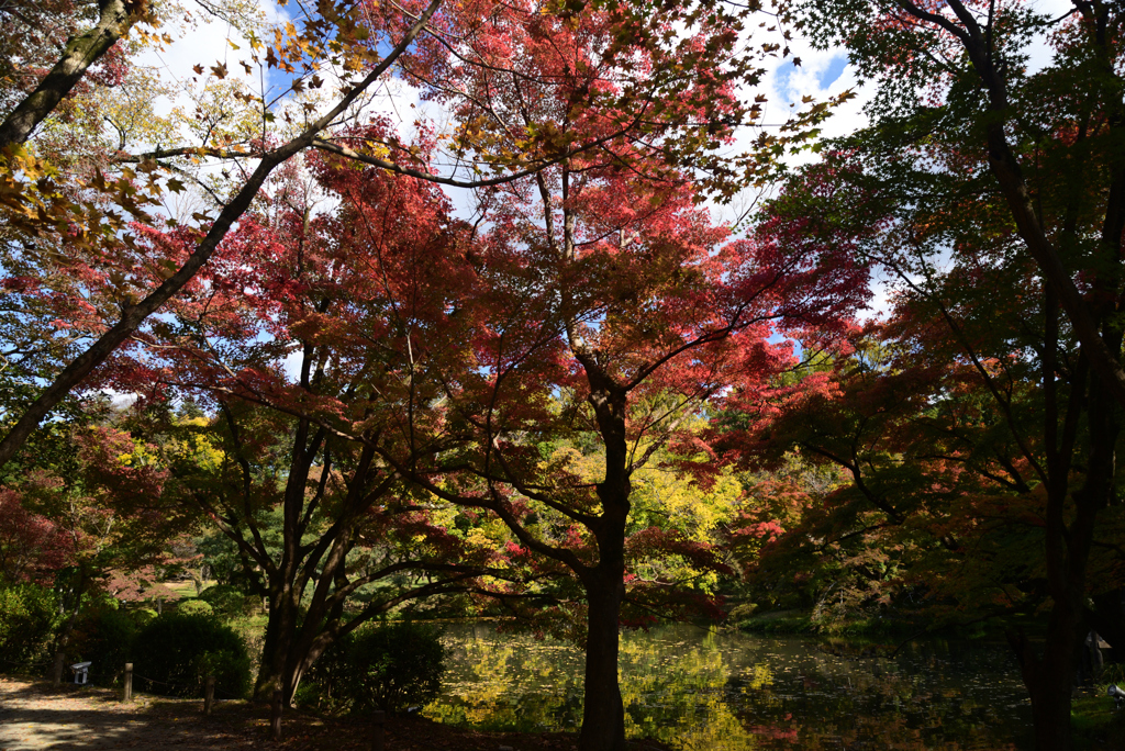 221108c京都植物園18