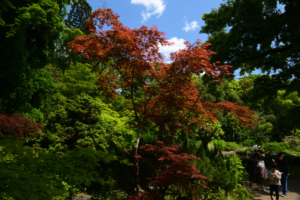 220503d京都植物園19