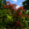 220503d京都植物園19