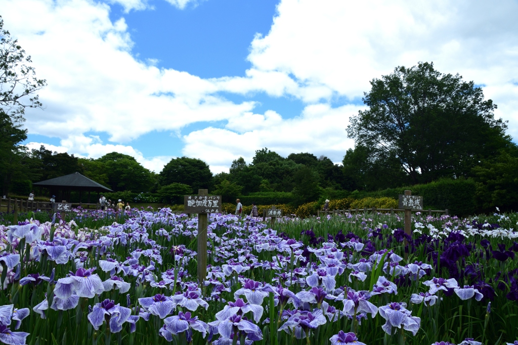 180613馬見丘陵02+