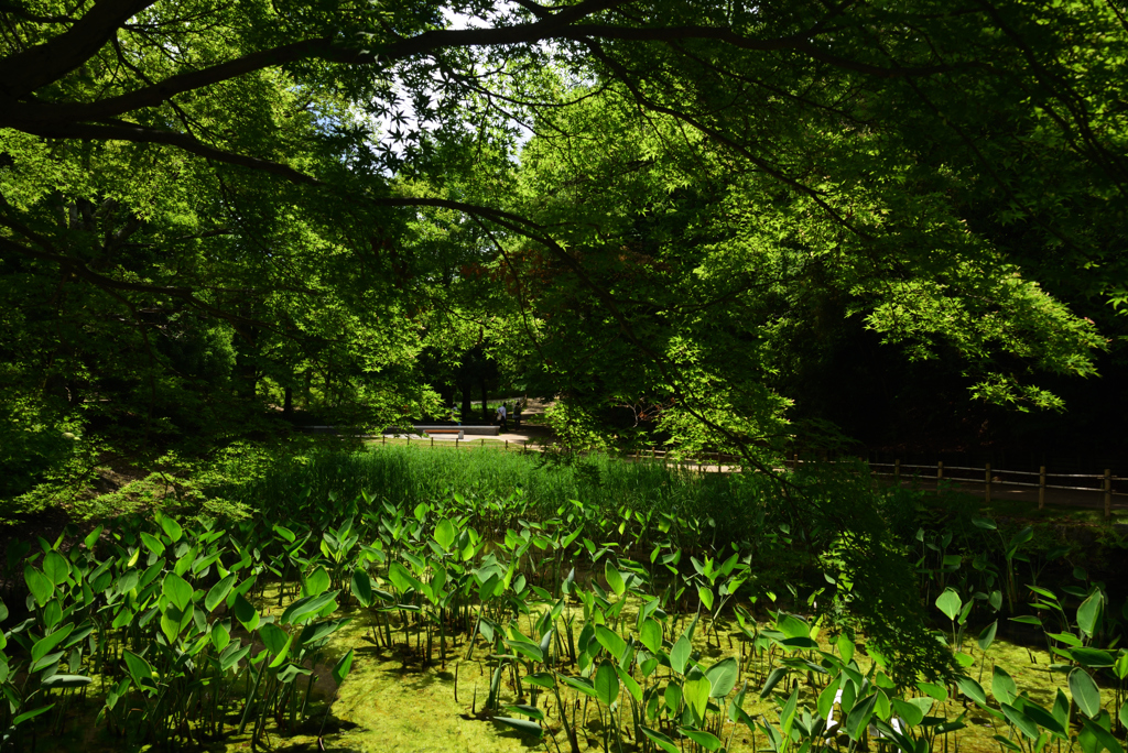 190603a山田池公園31
