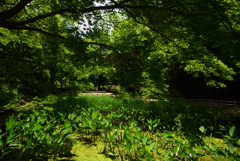 190603a山田池公園31