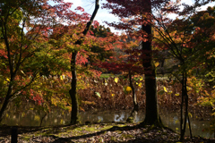221108c京都植物園16