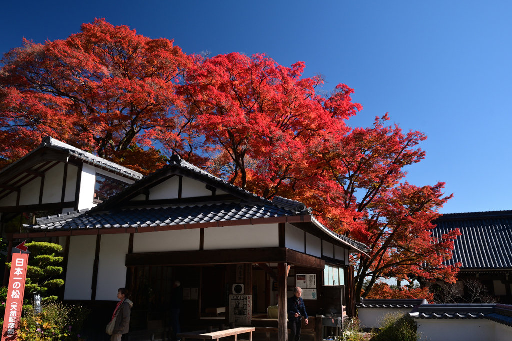 231121a善峯寺27