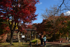201121a京都植物園40