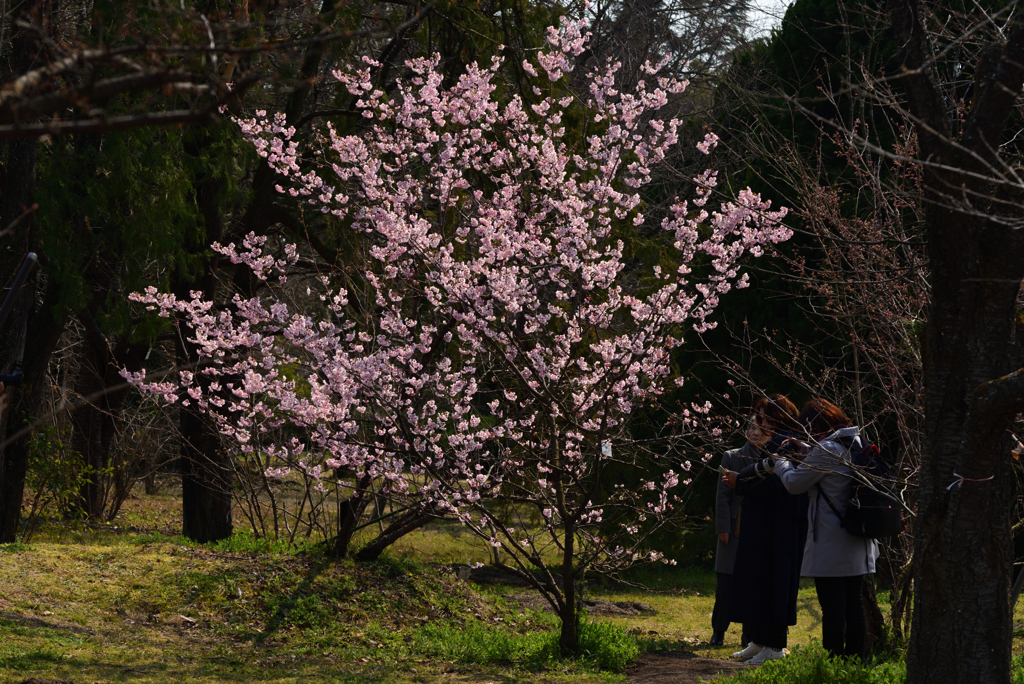 190315京都植物園77