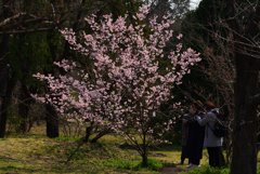 190315京都植物園77