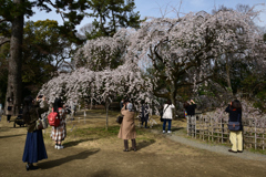 220325d京都御苑11