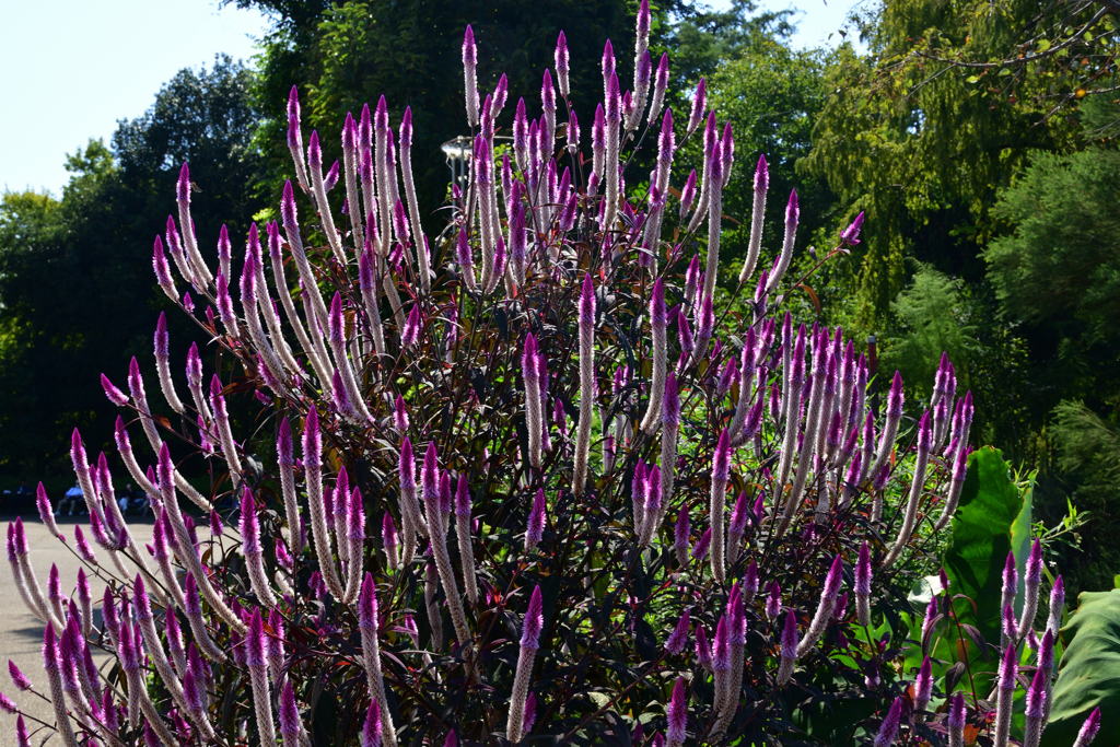 221002京都植物園33