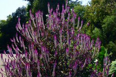 221002京都植物園33