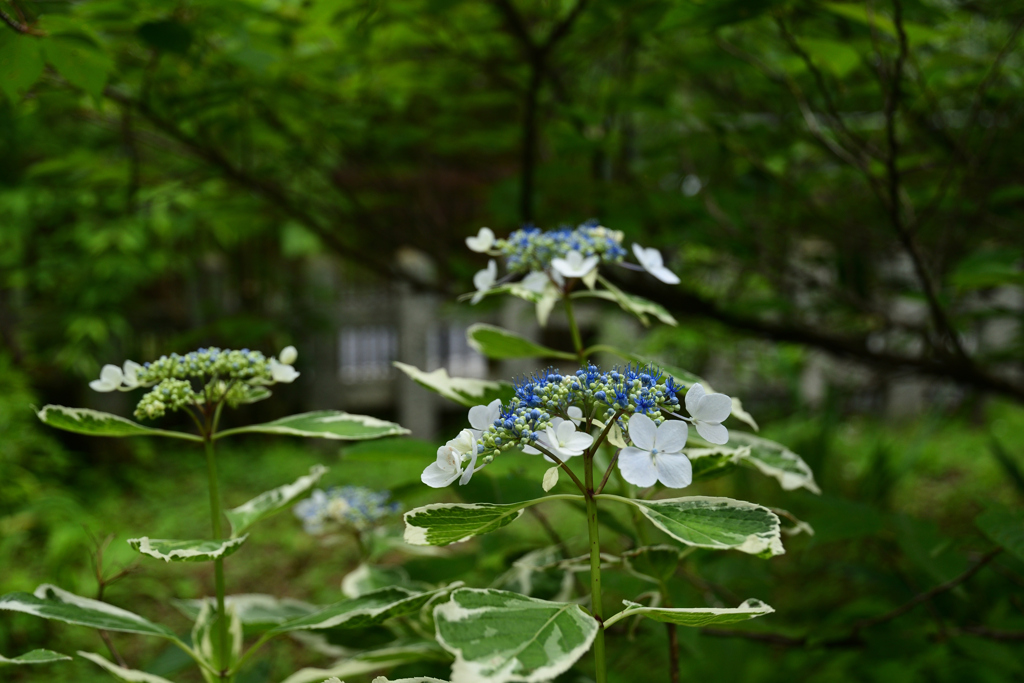 230604e平野神社10
