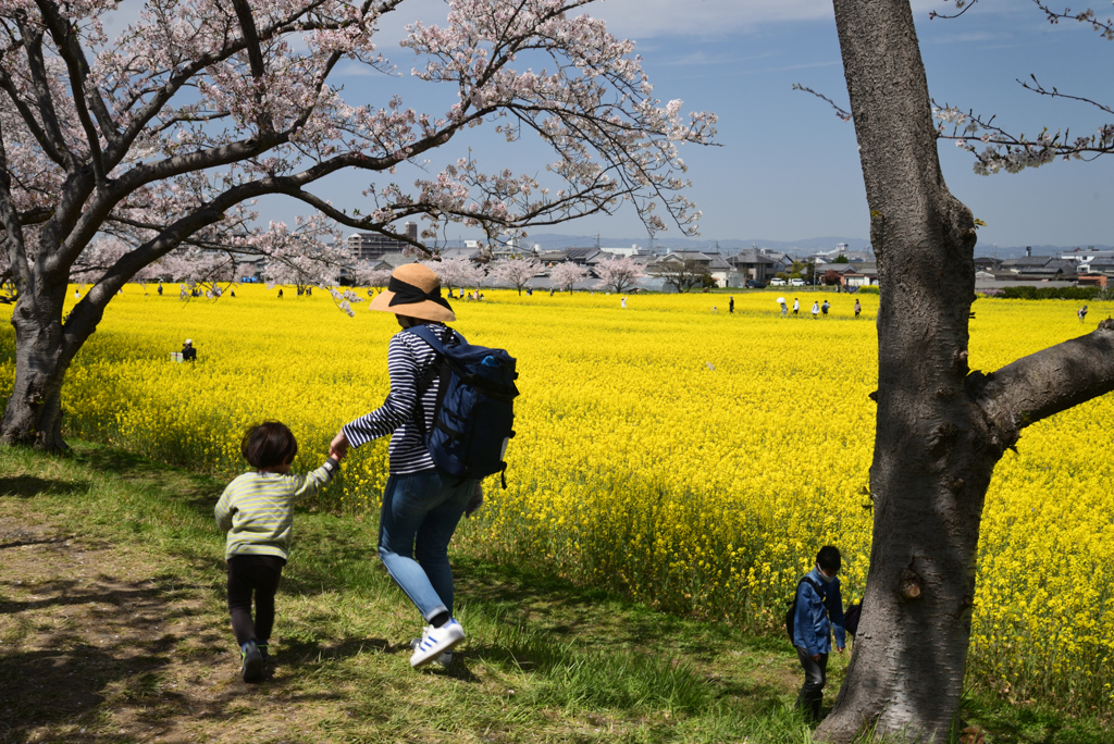 220406a藤原宮跡30